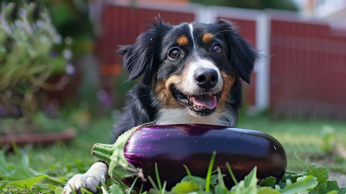 Can Dogs Eat Eggplant?