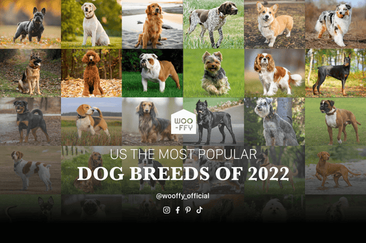US the most popular dog breeds of 2023