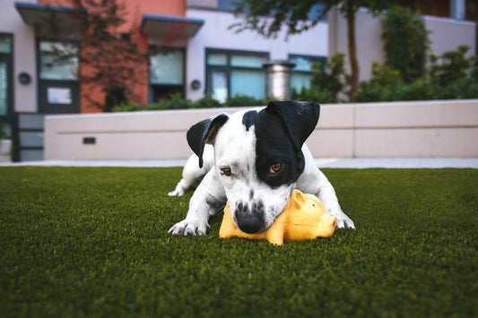 Managing Common Puppy Behavior Issues: Tips and Solutions for New Dog Owners