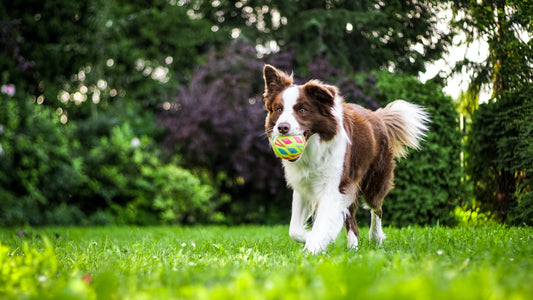 Choosing the Perfect Dog Breed: Factors to Consider Before Bringing a New Companion Home