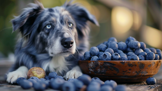 dogs enjoy their blueberries
