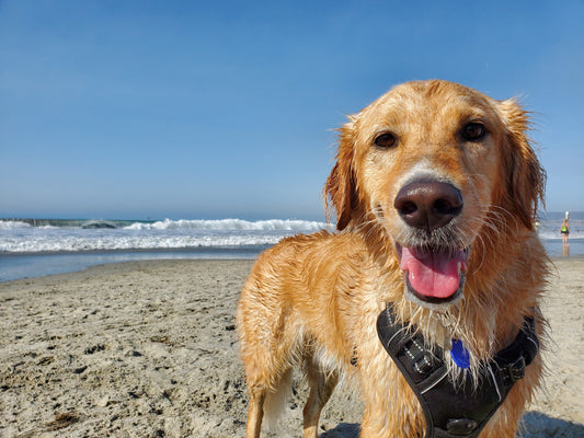 2024 Top 9 Dog-friendly Beaches in the San Francisco Bay Area