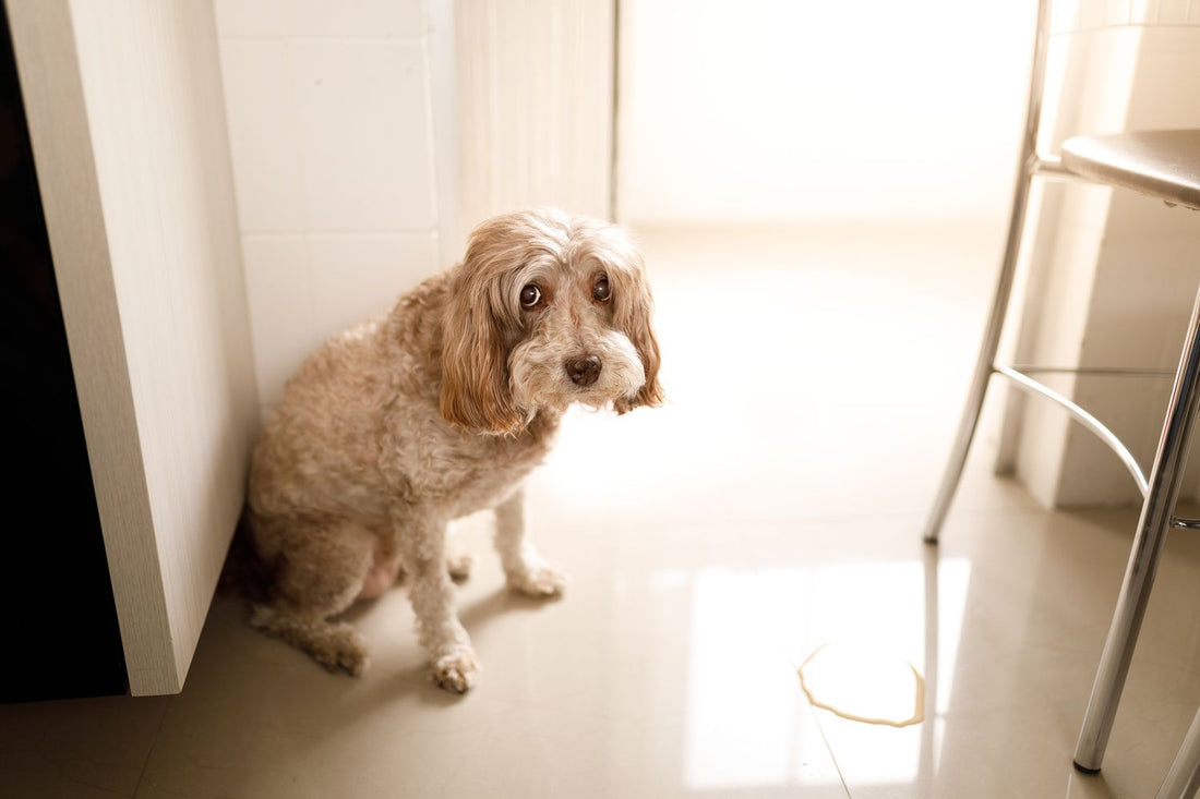 Why Is My Potty-Trained Dog Suddenly Peeing in the House?