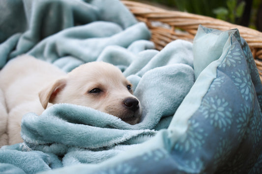 New puppy health guide