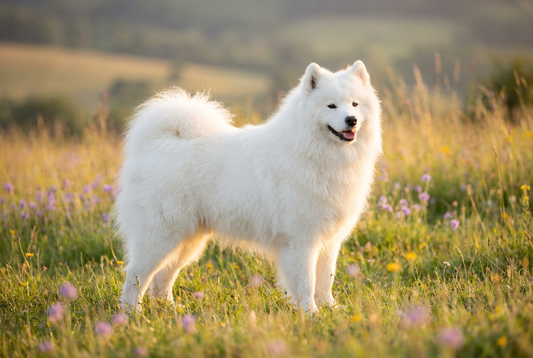 Adult Samoyed with thick cloud-like pure white double coat with a smiling expression, professional pet photograph