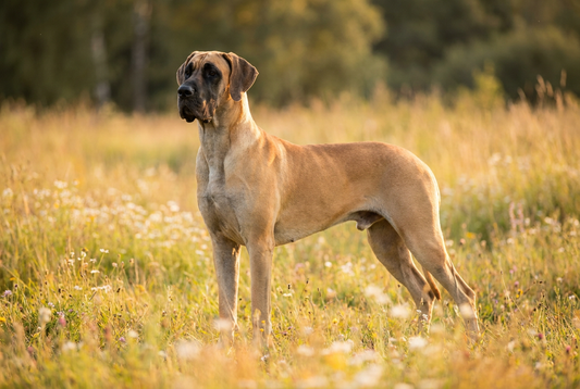 Adult Great Dane with short sleek fawn coat with a black mask, towering elegant frame, professional pet photograph