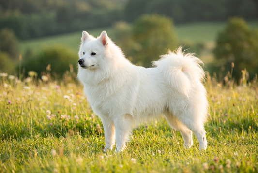 Adult American Eskimo Dog with thick pure white double coat with a fluffy ruff, professional pet photograph