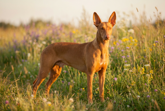 Adult Pharaoh Hound with short fine rich tan coat with large erect ears and amber eyes, professional pet photograph