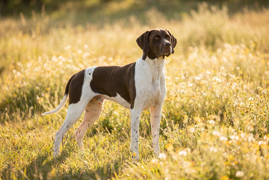 Adult Pointer with short smooth liver-and-white coat, lean athletic frame, professional pet photograph