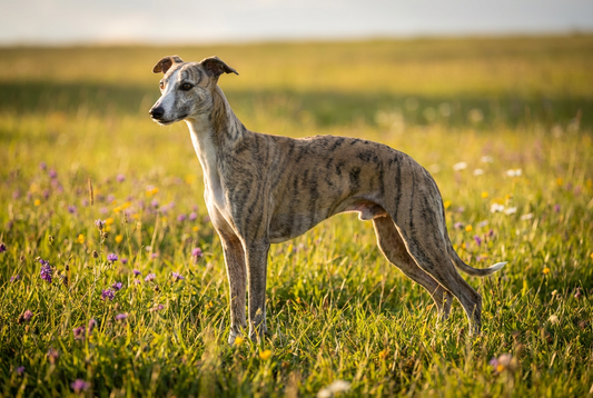 Adult Whippet with very short smooth brindle-and-white coat, lean aerodynamic frame, professional pet photograph