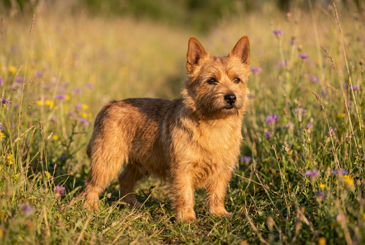 Adult Norwich Terrier with harsh wiry red coat with prick ears, professional pet photograph