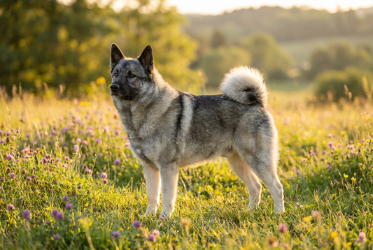 Adult Norwegian Elkhound with thick gray double coat with darker face and saddle, curled tail over back, professional pet photograph