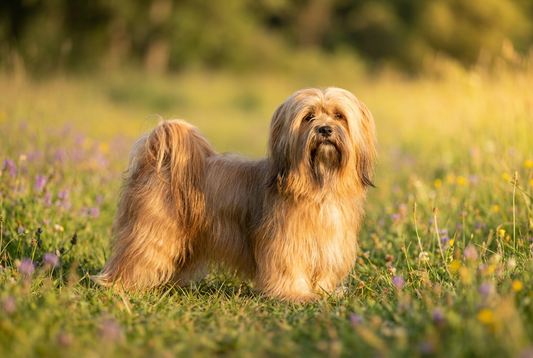 Adult Lhasa Apso with long flowing silky golden double coat reaching the floor, professional pet photograph