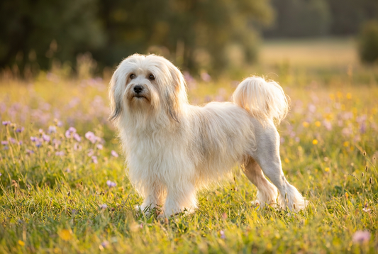 Adult Lowchen with long silky white-and-cream coat in characteristic 'little lion' clip, professional pet photograph