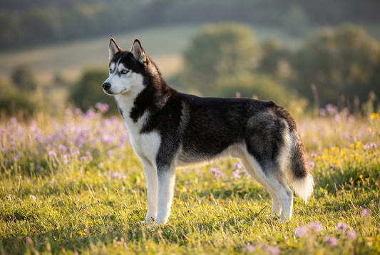 Adult Siberian Husky with thick black-and-white double coat with blue or bicolor eyes, wolf-like profile, professional pet photograph