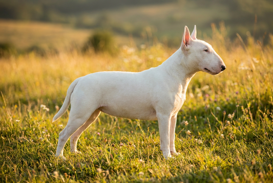 Adult Bull Terrier with short white coat with the iconic egg-shaped head profile, professional pet photograph