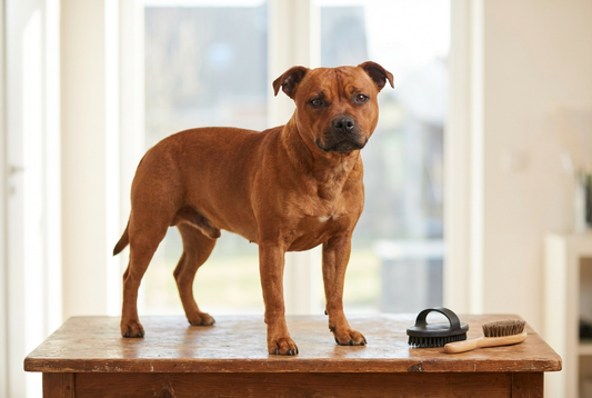 Staffordshire Bull Terrier being groomed, showing the short smooth red coat, broad-skulled muscular compact frame texture