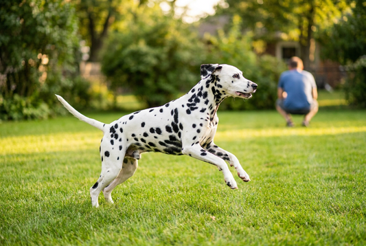 Adult Dalmatian relaxing at home in a family setting