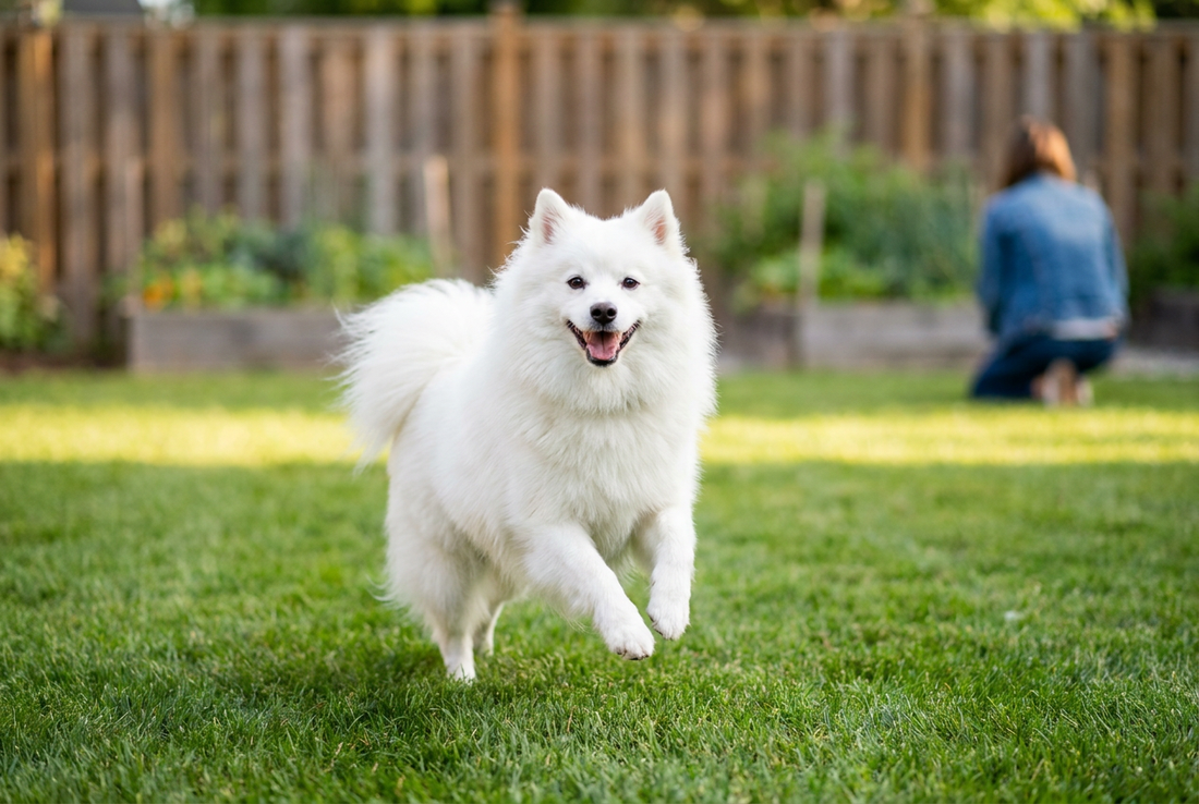 Adult American Eskimo Dog relaxing at home in a family setting