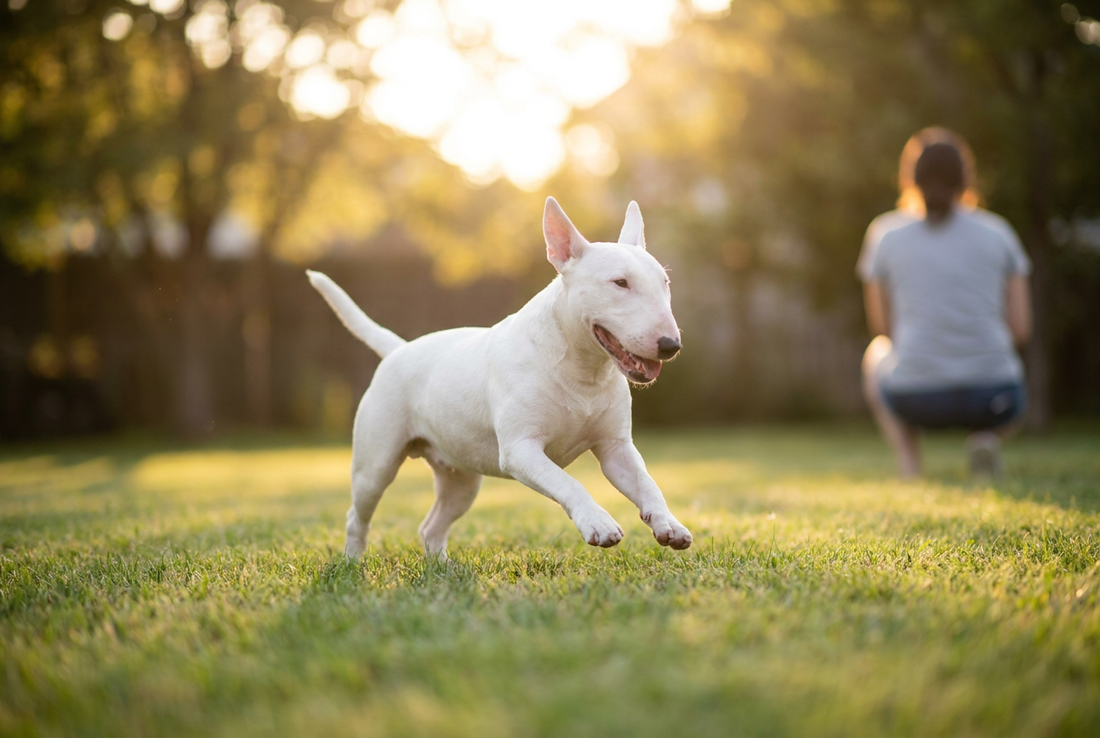 Adult Miniature Bull Terrier relaxing at home in a family setting