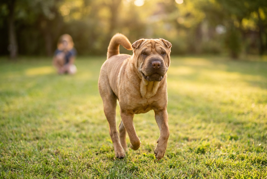 Adult Chinese Shar-Pei relaxing at home in a family setting