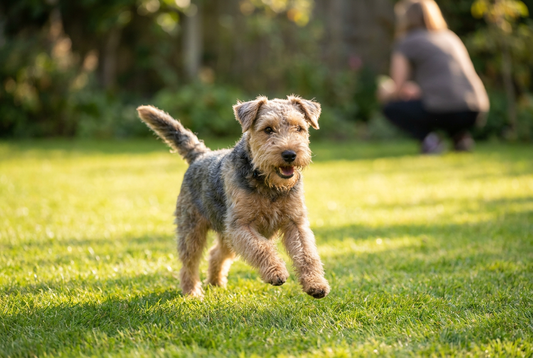 Adult Lakeland Terrier relaxing at home in a family setting