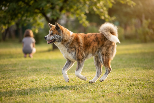 Adult Akita relaxing at home in a family setting