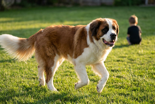 Adult Saint Bernard relaxing at home in a family setting