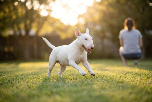 Adult Miniature Bull Terrier relaxing at home in a family setting