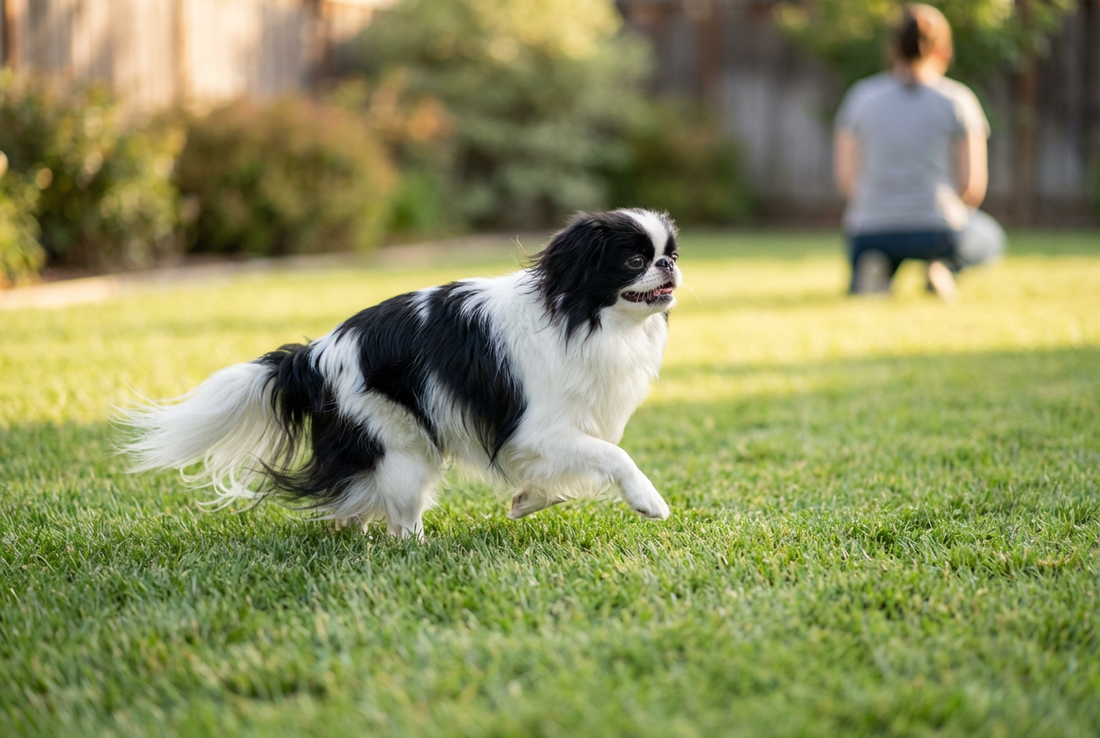 Adult Japanese Chin relaxing at home in a family setting