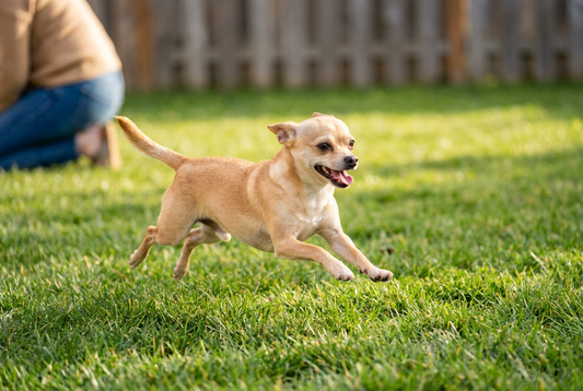 Adult Chihuahua relaxing at home in a family setting