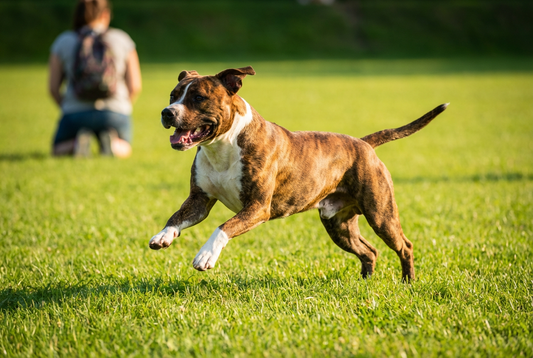 Adult American Staffordshire Terrier relaxing at home in a family setting