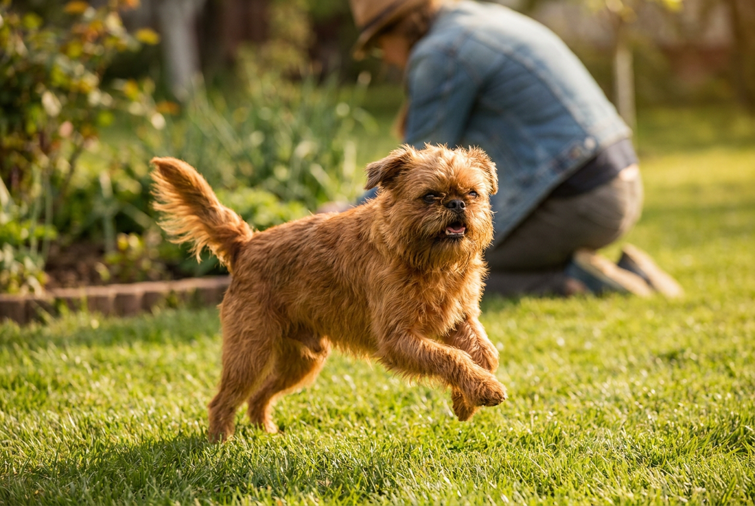 Adult Brussels Griffon relaxing at home in a family setting