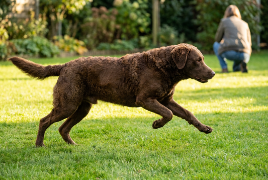 Adult Chesapeake Bay Retriever relaxing at home in a family setting