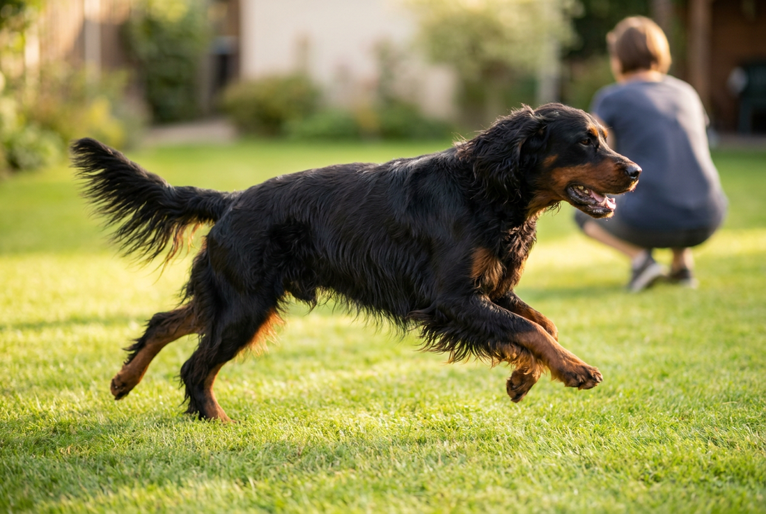Adult Gordon Setter relaxing at home in a family setting