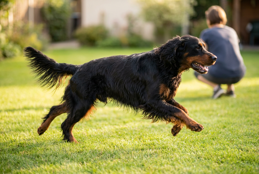Adult Gordon Setter relaxing at home in a family setting