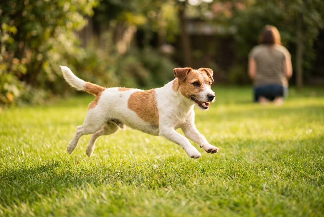 Adult Russell Terrier relaxing at home in a family setting