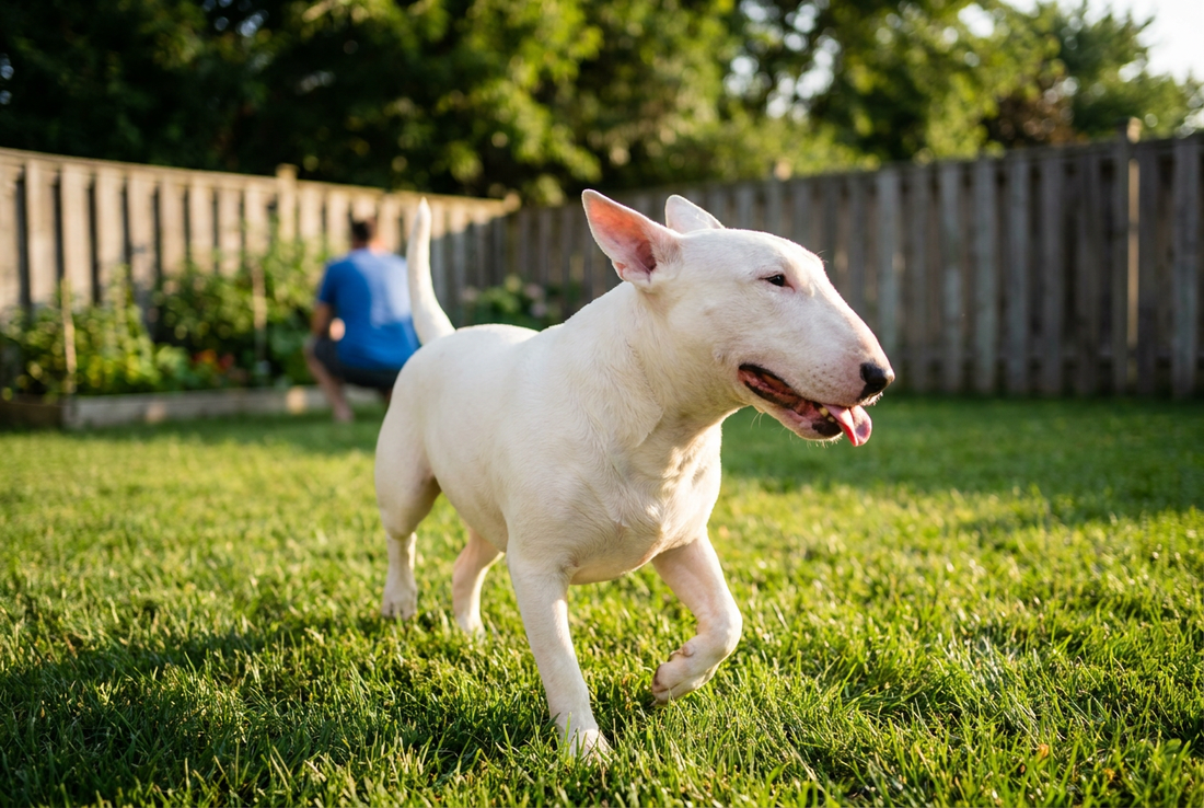 Adult Bull Terrier relaxing at home in a family setting