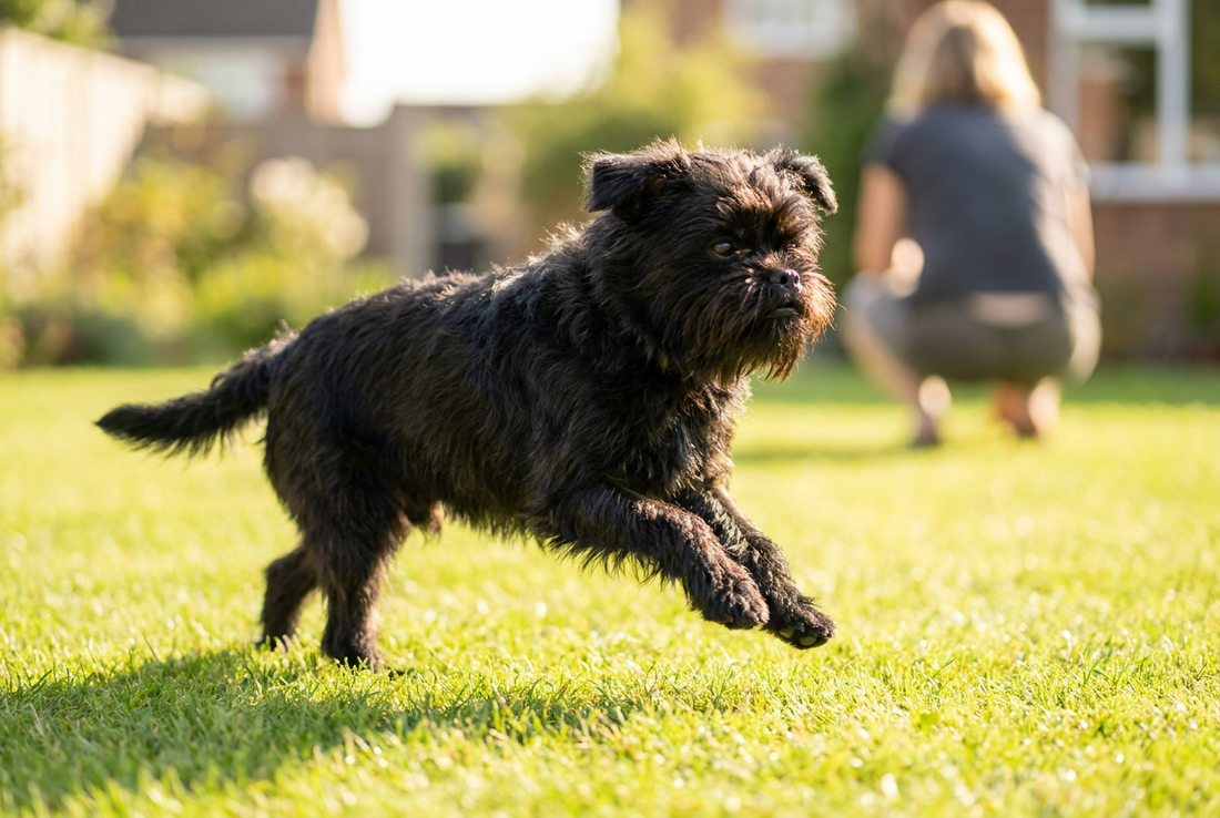 Adult Affenpinscher relaxing at home in a family setting