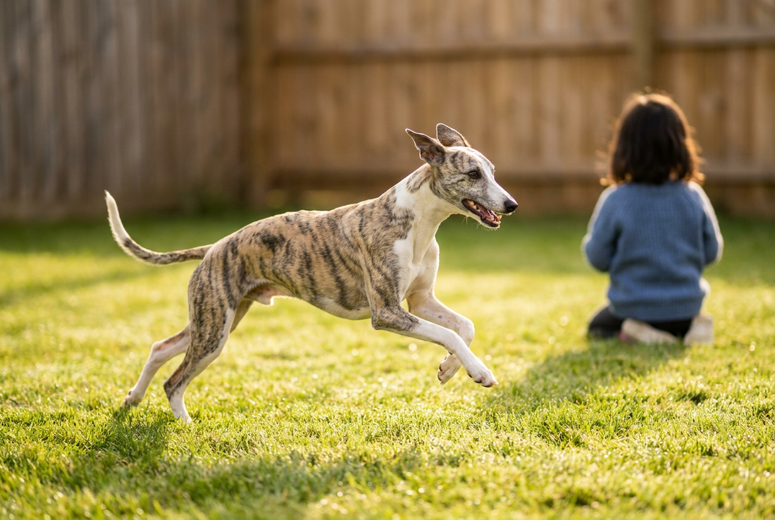 Adult Whippet relaxing at home in a family setting