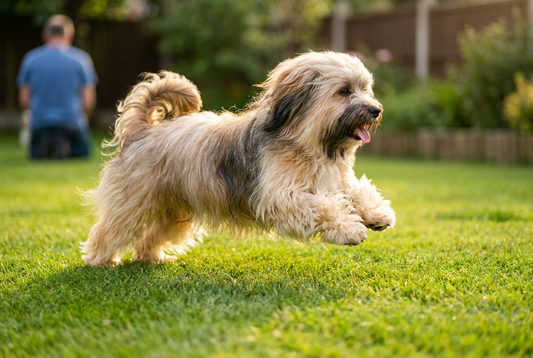 Adult Havanese relaxing at home in a family setting