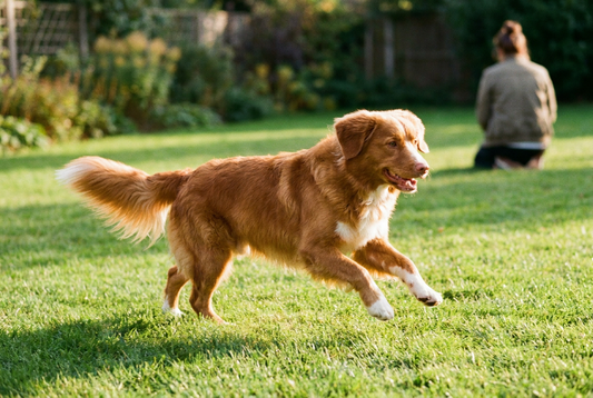 Adult Nova Scotia Duck Tolling Retriever relaxing at home in a family setting