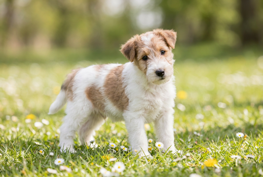 Eight-week-old Wire Fox Terrier puppy with soft white-with-tan puppy coat