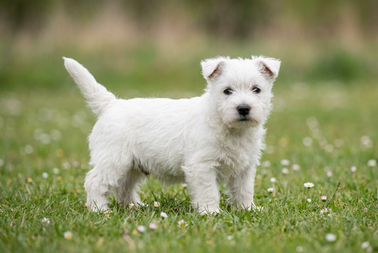 Eight-week-old West Highland White Terrier puppy with soft white puppy coat