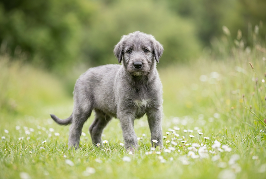 Eight-week-old Irish Wolfhound puppy with soft gray puppy coat (before adult wire develops)