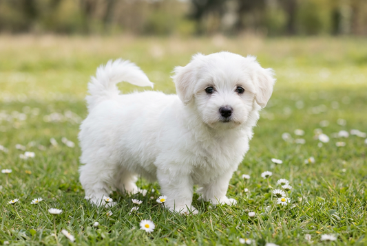 Eight-week-old Coton de Tulear puppy with soft fluffy white puppy coat