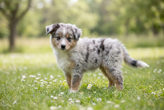 Eight-week-old Miniature American Shepherd puppy with soft blue merle puppy coat