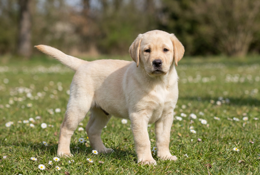 Eight-week-old Labrador Retriever puppy with soft yellow puppy coat