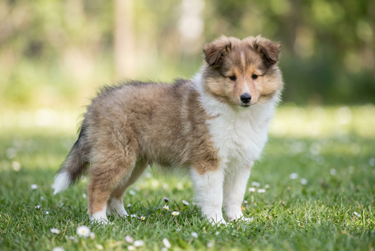 Eight-week-old Shetland Sheepdog puppy with fluffy sable-and-white puppy coat