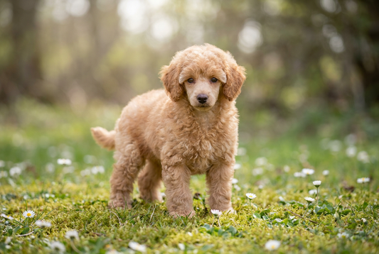Eight-week-old Miniature Poodle puppy with soft apricot curly puppy coat